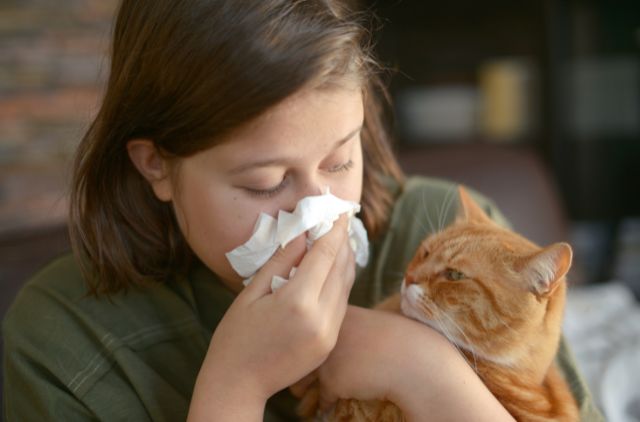 猫アレルギーの画像