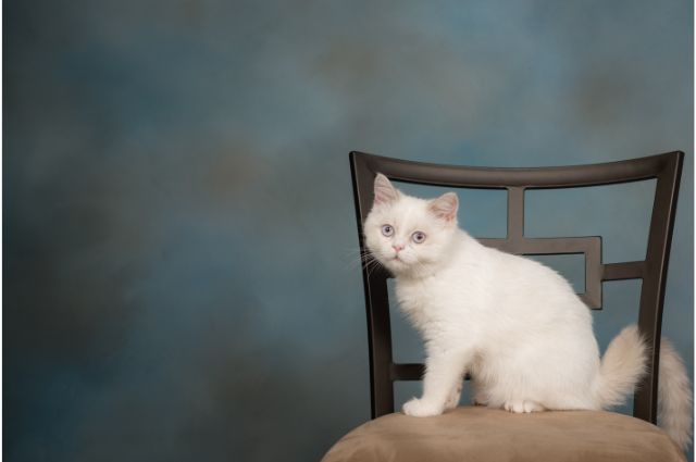 ミヌエット猫の画像