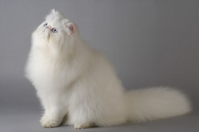 ペルシャ猫の画像