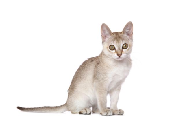 シンガプーラ猫の画像