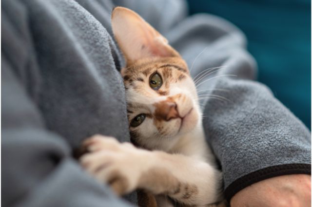 一人暮らしで猫を飼う画像