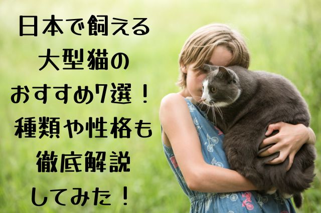 日本で飼える大型猫の画像