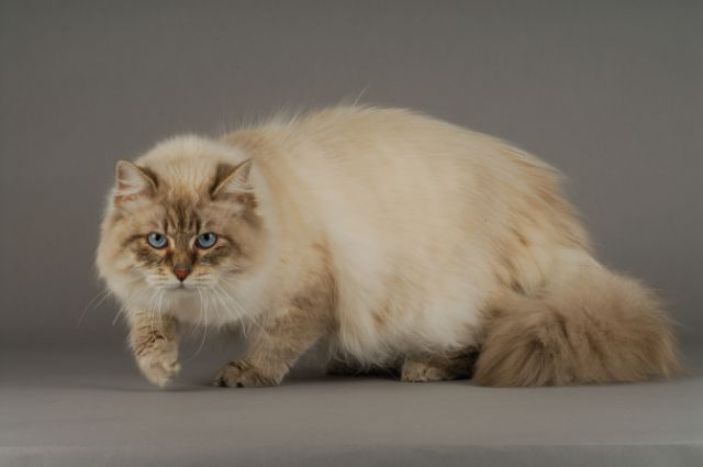 サイベリアン猫の画像
