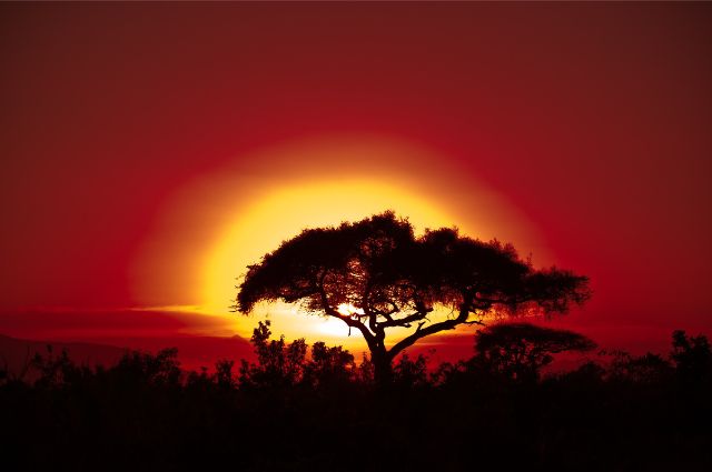 アフリカ夕陽の画像